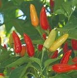 Hot Red Tabasco Pepper - 20 Seeds