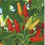 Hot Red Tabasco Pepper - 20 Seeds
