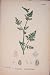Knotted Hedge Parsley Food Herb Plant Flower Fine Ar