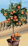 Echter Orangenbaum Palermo, 1 Stück