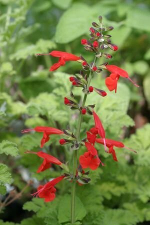 Pflanzenset: 3 x Salvia coccinea - Roter Salbei