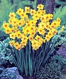 Fragrant Martinette Daffodil 10 Bulbs - CLEARANCE