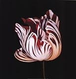 IMAGE OF Parrot Tulip Study in Red Finest LAMINATED Print Hampton Hall 36x36