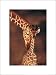 Giraffes, Namibia - Fine Art Print / Poster - 12.00 x 15.75
