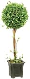 41gaywPkbgL. SL160  Artificial Topiary Ball