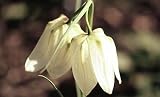 Amazon / Hirt's: White Snake Head Fritilleria 30 Seeds - Perennial