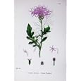 BOTANY PLANTS c1902 GREATER KNAPWEED CENTAUREA FLOWERS