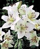 Amazon / Hirts: Bulb; Lily: Centerfold Asiatic Lily 2 Bulbs-White with Red Streaks!