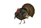 Turkey Tom Strutting Isolated on White - 24