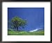 Lone Oak, Spring Greens, Washington, USA Framed Framed Art Poster Print by Darrell Gulin, 22x18