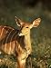 Nyala (Tragelaphus Angasi), Mala Mala Game Reserve, Sabi Sand Park, South Africa, Afr...