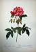 1956 Roses Flowers Rosa Gallica Caerulea Pink Green