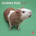 Guinea Pigs 2012 Square 12X12 Wall Calendar (Multilingual Edition)