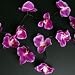 Kitchen & Housewares : String of 20 Purple Ornamental Orchid Fairy Lights 3.5m