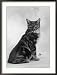   - Manx Cat Sitting Down So You Cannot Really See That It Does Not Have a Tail Collections Framed Photographic Poster Print by Thomas Fall, 28x36