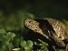 A Close View of an Ornate Box Turtle Animal Photographic Poster Print by Joel Sartore, 12x16 A Close View of an Ornate Box Turtle Animal Photographic Poster Print by Joel Sartore, 12x16
