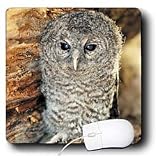 Kike Calvo Animals - Tawny Owl, Strix aluco One month young owl Aragon Spain - Mouse Pads Kike Calvo Animals - Tawny Owl, Strix aluco One month young owl Aragon Spain - Mouse Pads