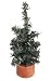Club Pack of 24 Mini Pine Artificial Village Christmas Trees 4" - Unlit