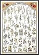 Art Poster Metal Framed Print - Aromatic Herbs (English) - Artist: Hobby Posters- Poster Size: 38 X 26