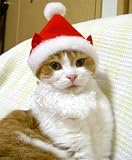 キャットプリン　ふわふわヒゲにゃんのサンタ帽