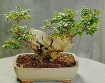 Little Chief Crepe Myrtle Bonsai - 10 Seeds