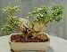 Little Chief Crepe Myrtle Bonsai - 10 Seeds