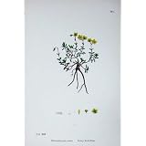 古めかしいロックばらの植物学は C1902 Helianthemum Canum を植えます