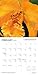 Earth is My Witness: Spiritual Ecology - Honoring the Sacredness of Nature 2015 Wall Calendar