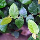 Creeping Fig Plant - Ficus pumila - Easy to Grow!