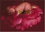 Schmidt 57961 - Anne Geddes, Pfingstrose, 500 Teile Puzzle
