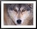 Gray Wolf in the Foothills of the Takshanuk Mountains, Alaska, USA Framed Art Poster Print by Steve Kazlowski, 39x31