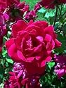 Double Knockout Rose (Red)