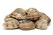 Wallmonkeys Peel and Stick Wall Decals - Live Clams - Removable Graphic