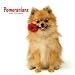 Pomeranians 2009 Wall Calendar