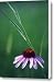A Purple Coneflower And A Stalk Canvas Print / Canvas Art - Artist Annie Griffiths