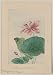 Reprint Historic Japanese Print Drawing shows the large leaves and pink blossoms of the lotus plant 1870
