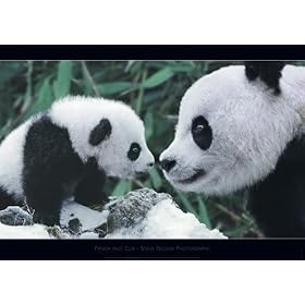 PANDA AND CUB HUGE LAMINATED POSTER
