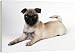 DOG - Pug puppy, lying down - 20 Inch Canvas Print (51 cm) by Ardea