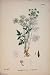 Chaerophyllum Temulum Chervil Colour Old Print C1878