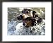 Summer a Labrador Retriever-Rottweiler Crossbreed Swims Framed Art Poster Print, 22x18
