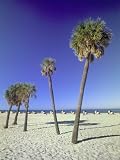 Clearwater Beach, Florida, Palm Trees Photographic Poster Print by John Coletti, 42x56