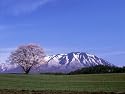 Cherry Blossoms and Mt. Iwate Photographic Poster Print, 12x16