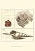 Shell Classification IV - Vision studio Art Print Poster 13 x 19