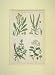 1860 Hand Coloured Print Plants Used Dyeing Woad Weld