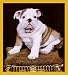 Bulldog Puppy Bookmark Image