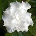 Dbl Butterfly Jasmine Plant-Tabernaemontana Flore Plena
