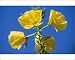 Photographic Prints of Ush-1128 Common Evening Primrose / Evening Star - In Flower from Ardea Wildlife Pets