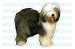   - OLD ENGLISH SHEEPDOG - Dog Decal - sticker car got