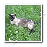 image link - - B002TDW4RI