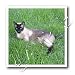 siamese49  - Siamese Cat 10x10 Iron On Heat Transfer For